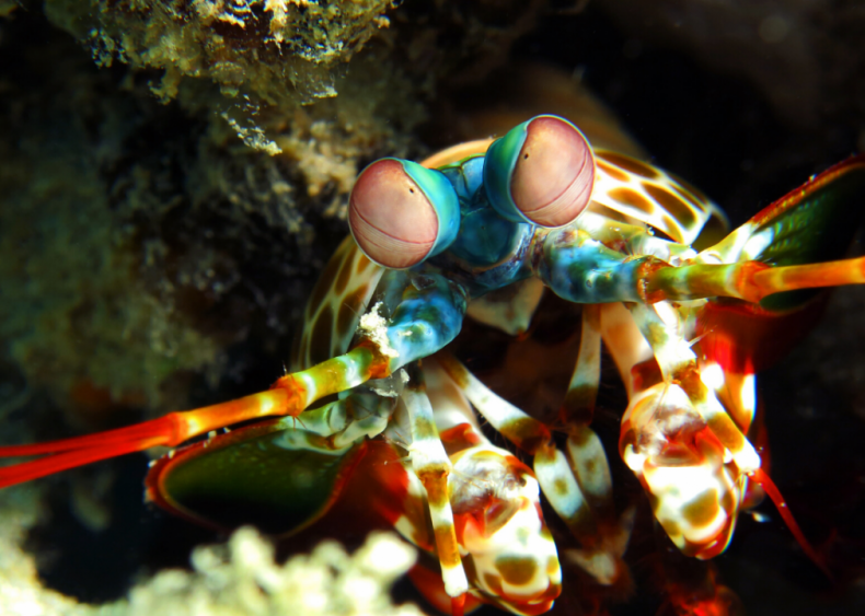 What does a mantis shrimp see?