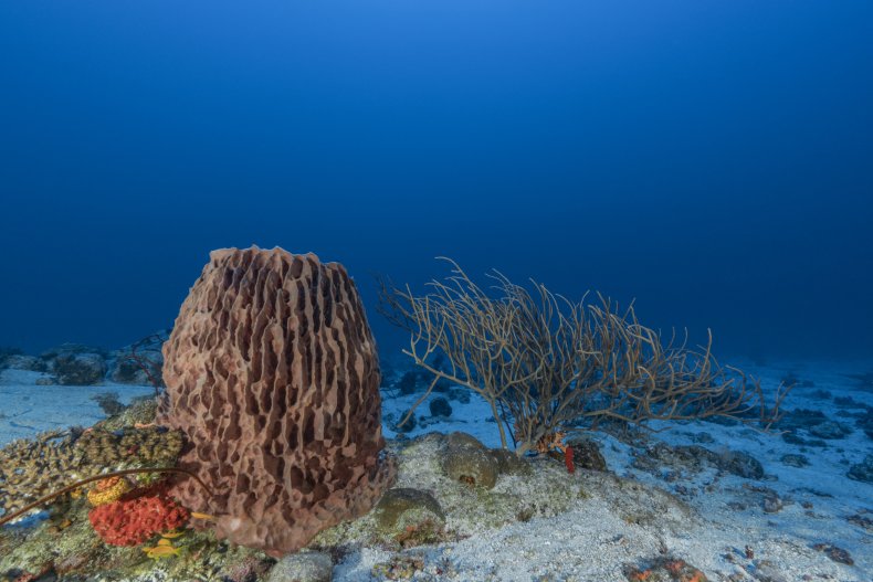 huge barrel sponge- animal questions