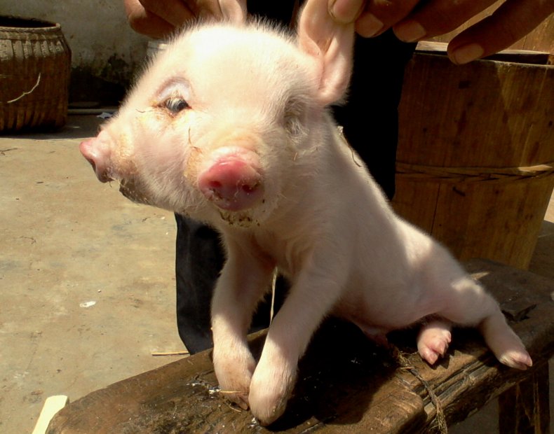 Piglet with two heads