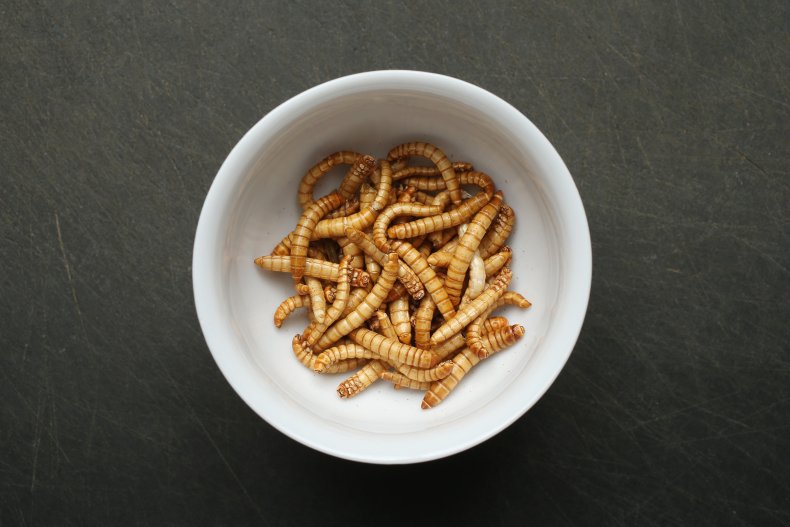 Mealworms in Bowl