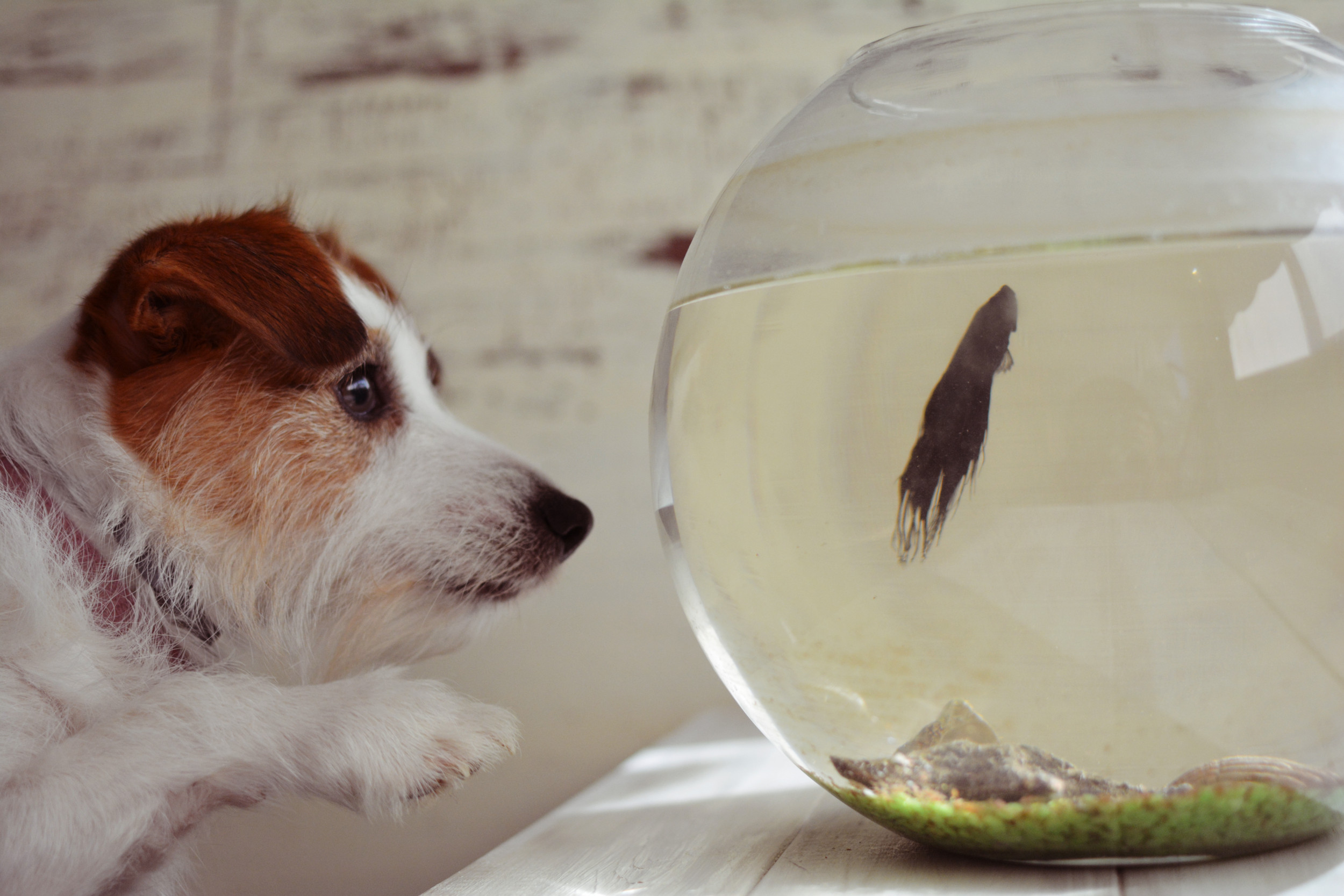 Dog 2025 and fish