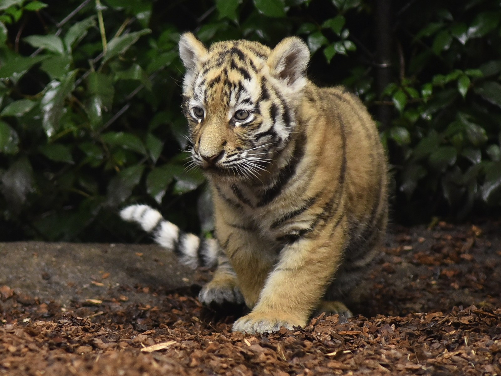 All you need to Know about the Tiger Cub