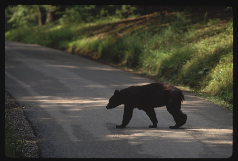 Black Bears at Tennessee Mall