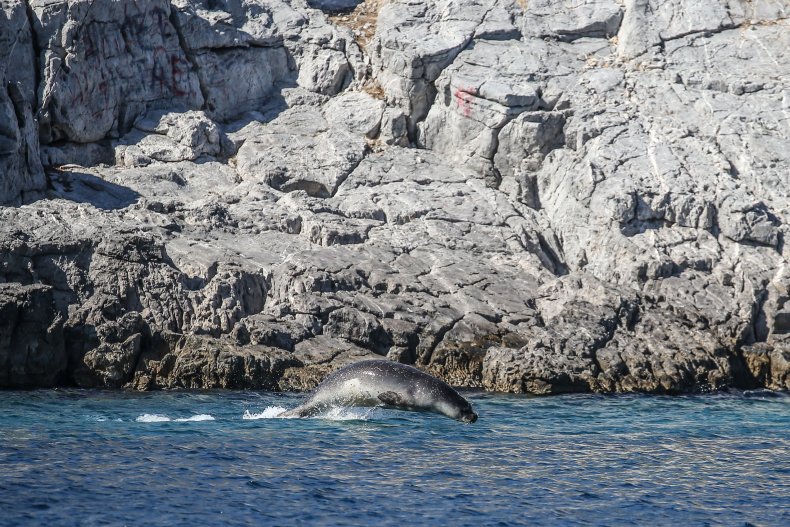 Mediterranean monk seal