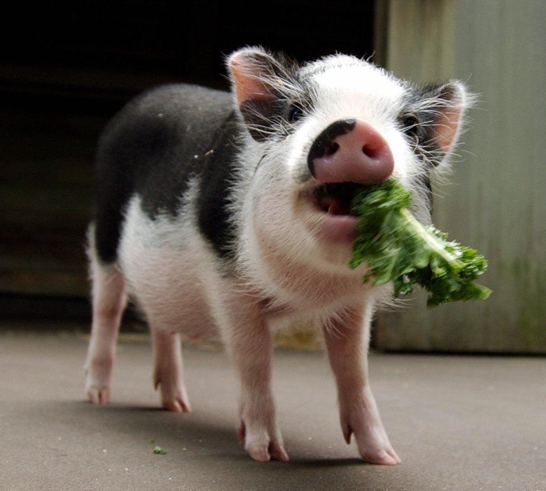 A pot-bellied pig munches on kale.