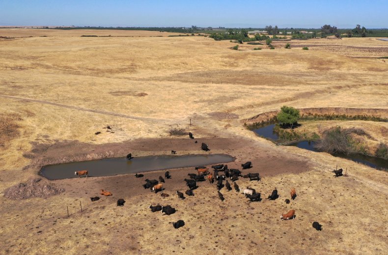 Cattle Ranchers