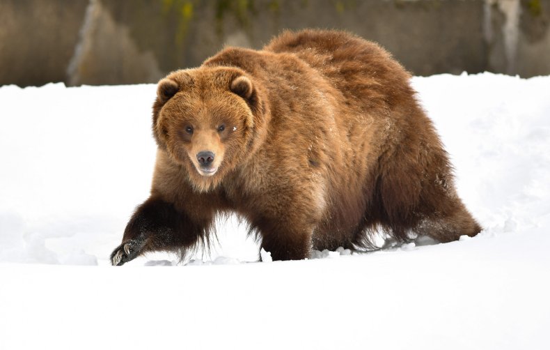 Grizzly bear