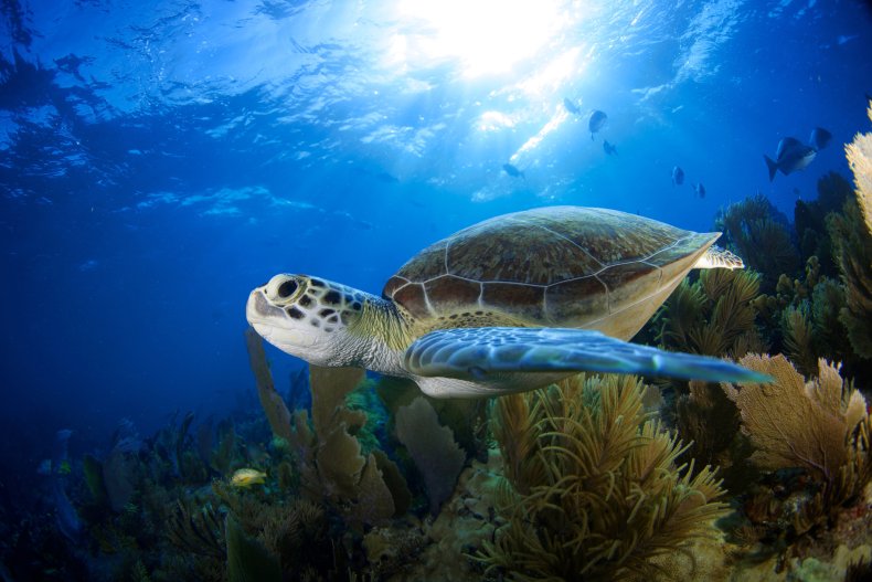 A green sea turtle in Florida Keys