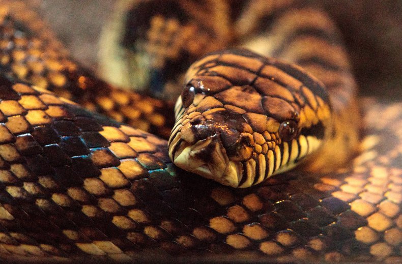 A close-up of a scrub python