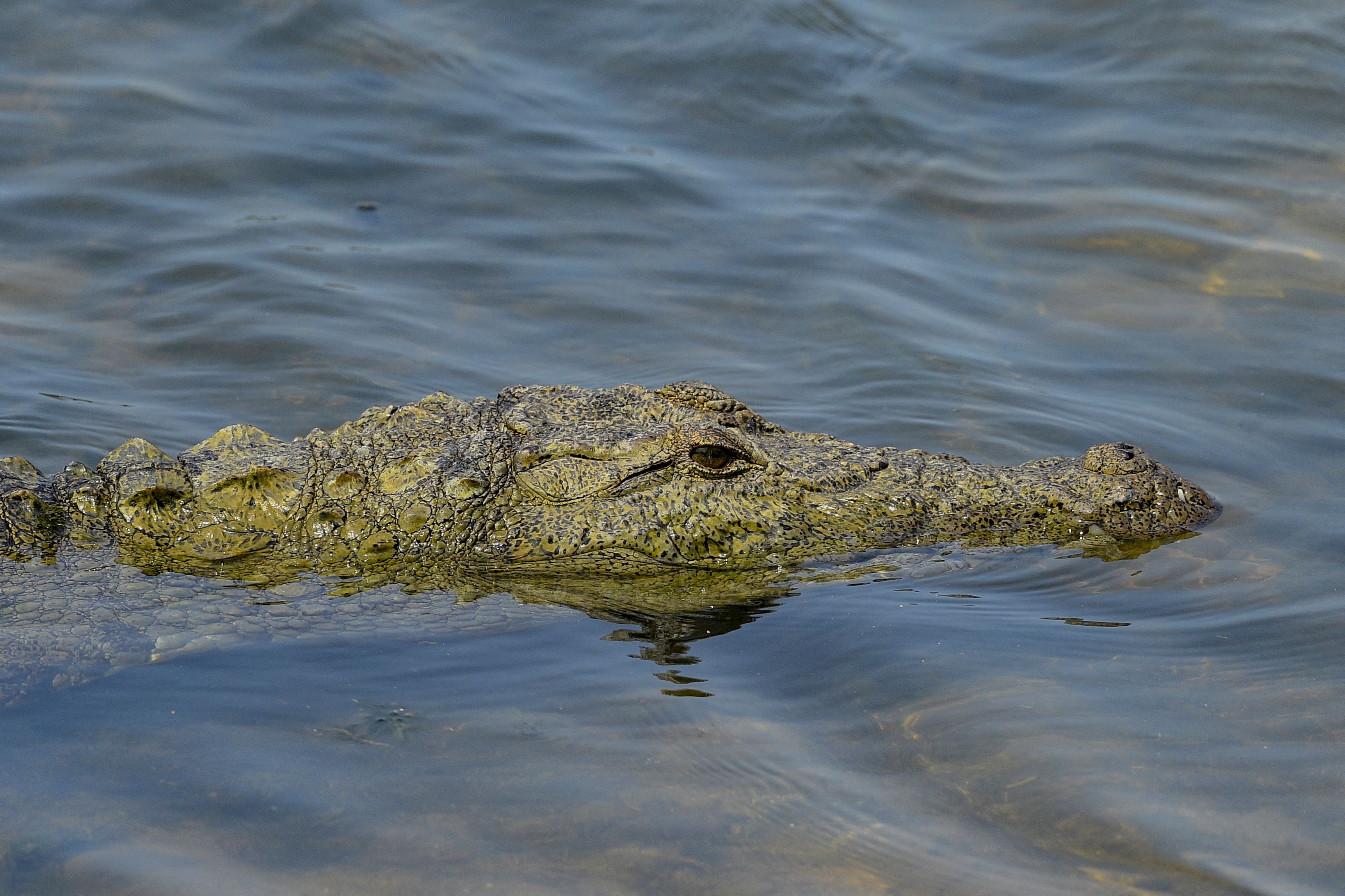 Teenager Attacked And Pulled Underwater By Crocodile On Vacation In Mexico