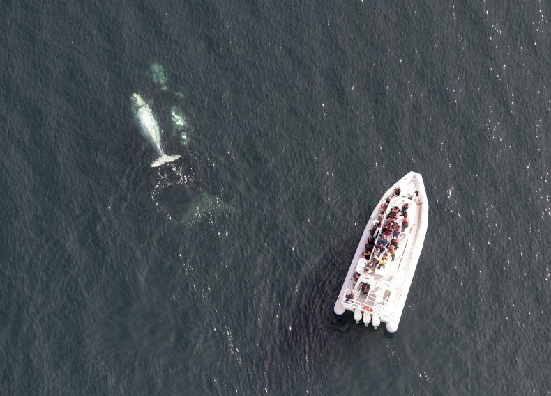 Whale-watchers spots a mother and white calf.