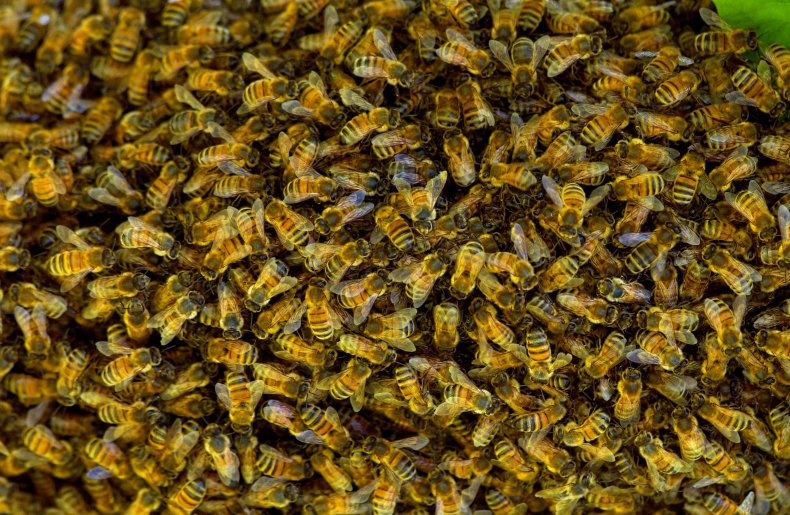 Bee swarm 