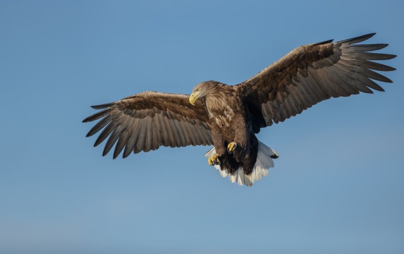 White-tailed eagle