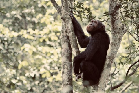 CUL_Map_Thrills Chimpanzees