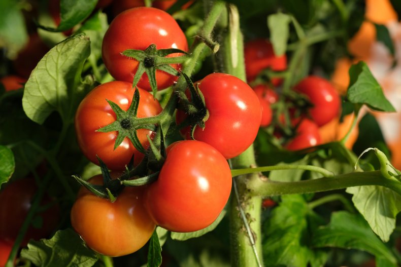 Tomatoes grow on a vine 