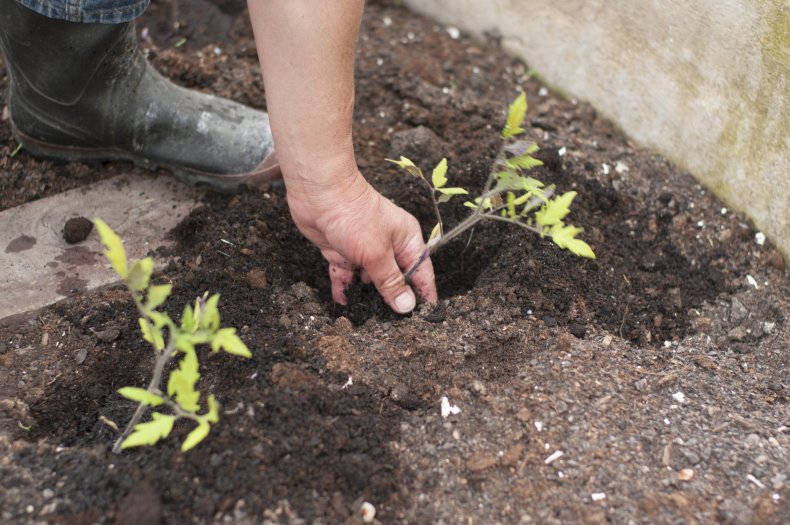 tomato seedlings