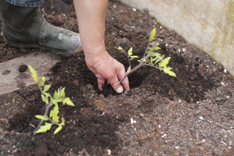 Tomato seedlings