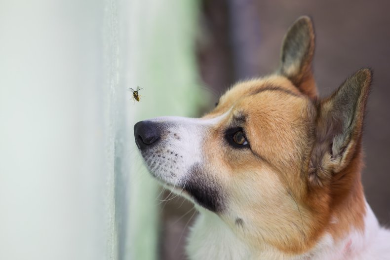 Dog looking at wasp