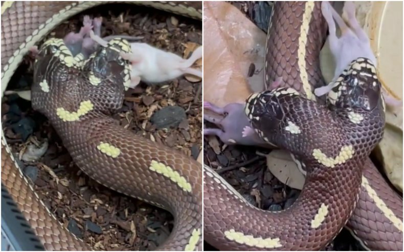 A two headed snake eating two mice.