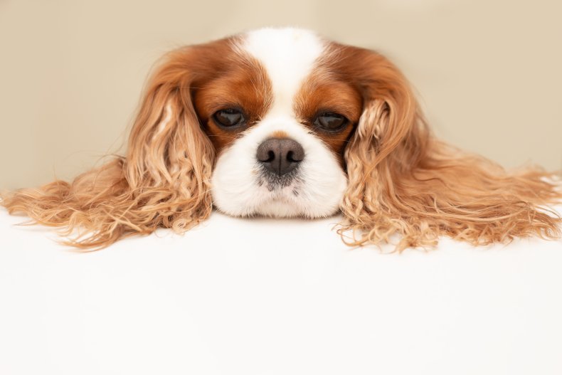 Cavalier King Charles Spaniel