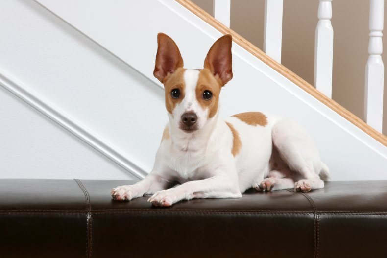 Rat Terrier