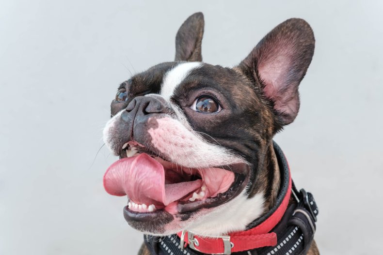 Boston Terrier