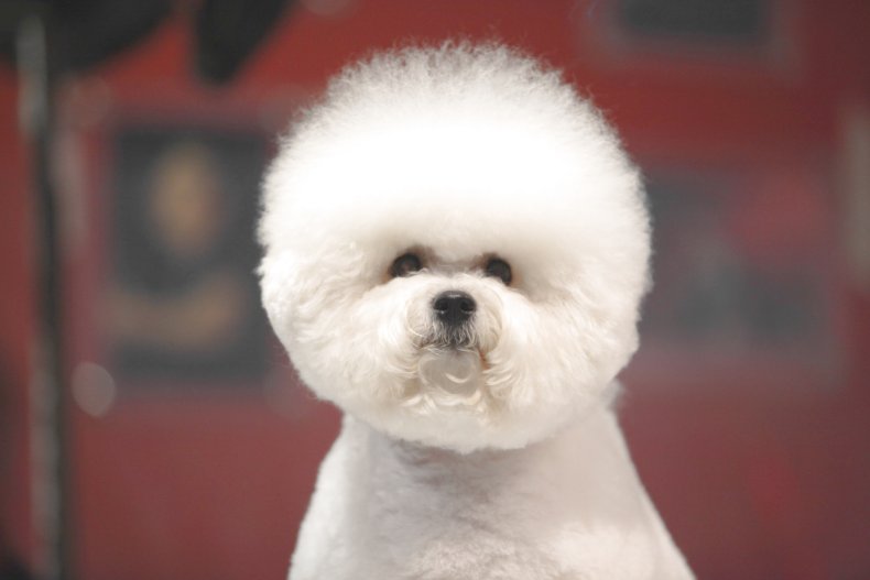 Bichon Frise