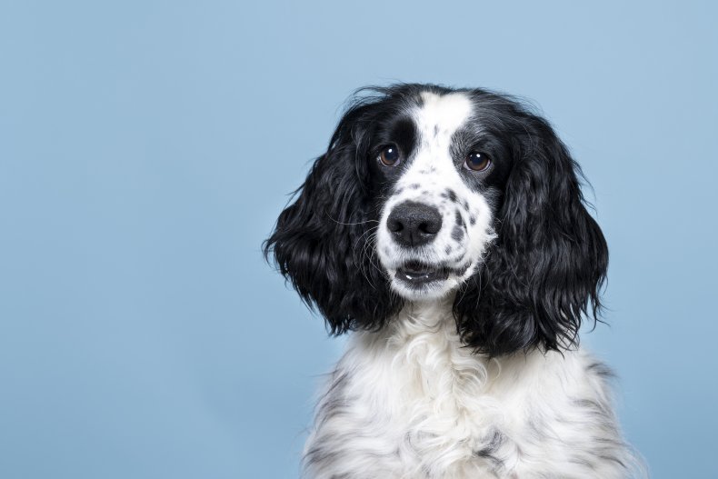 English Cocker Spaniel