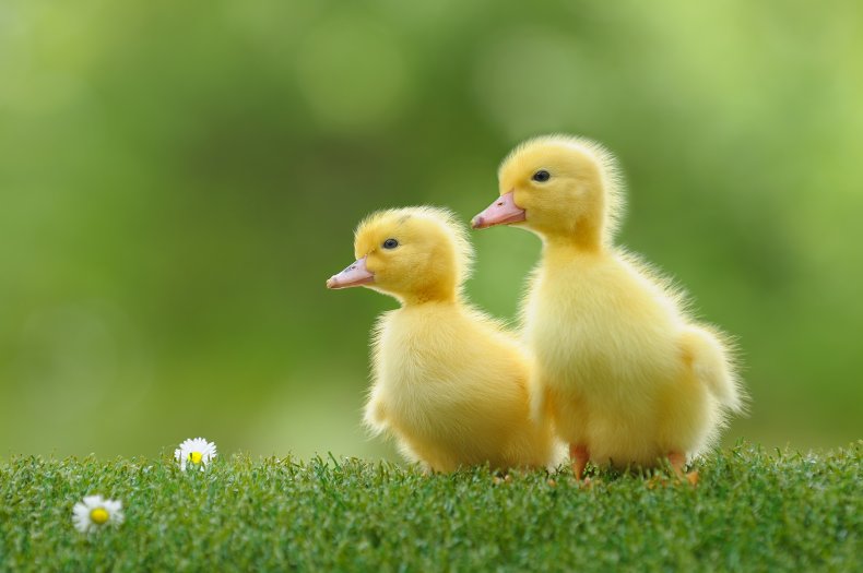 two yellow ducklings