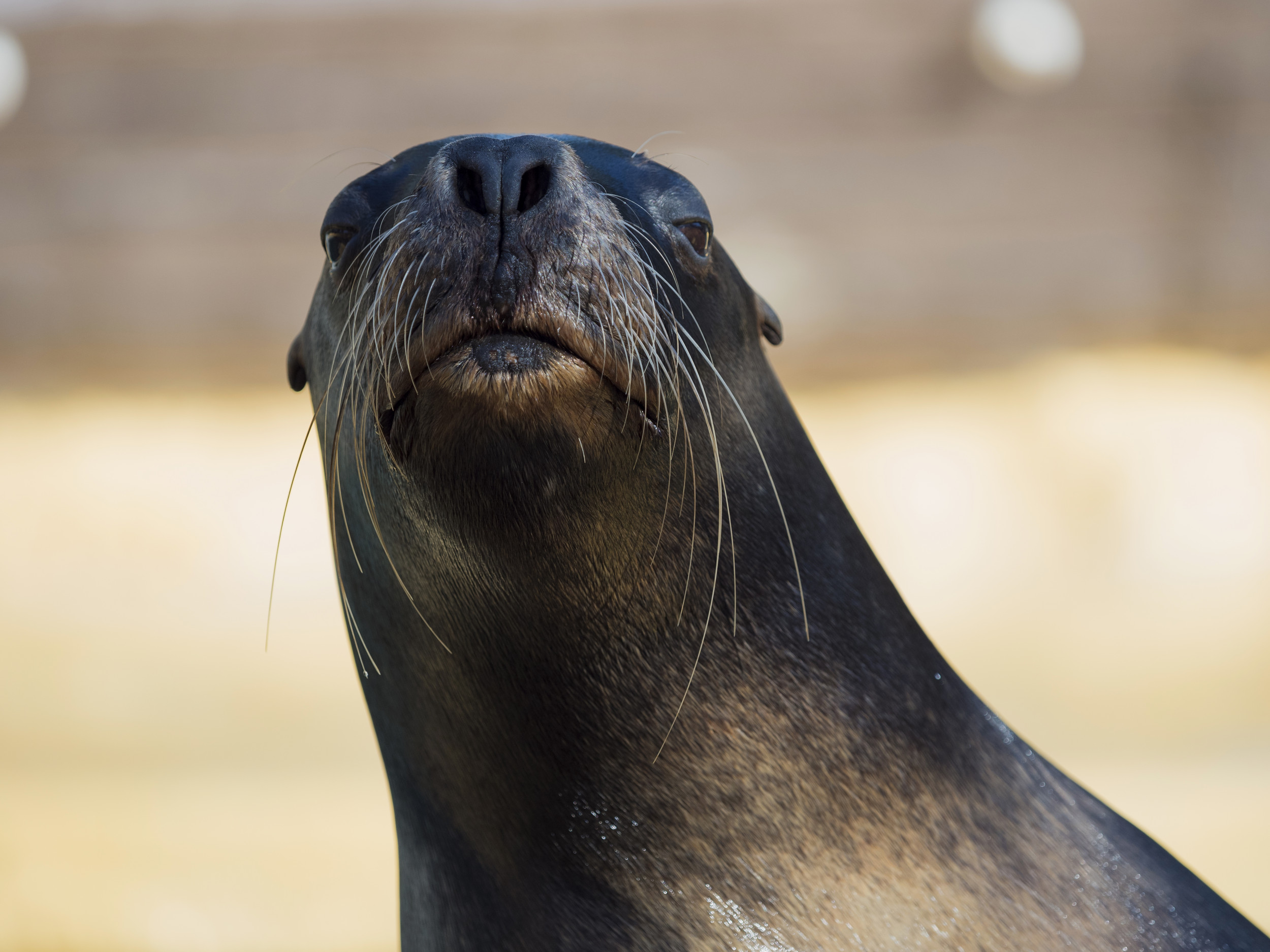 Sea Lion and Dog Playing Together on Beach Spark Debate Online - Newsweek