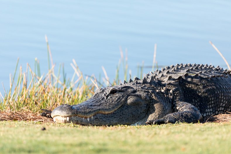 sunbathing alligator