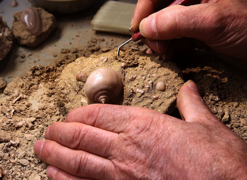 An amateur paleontologist cleans a fossil.