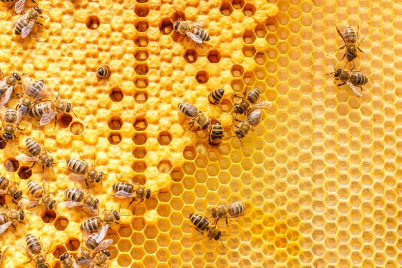 File photo of a honeybee colony. 