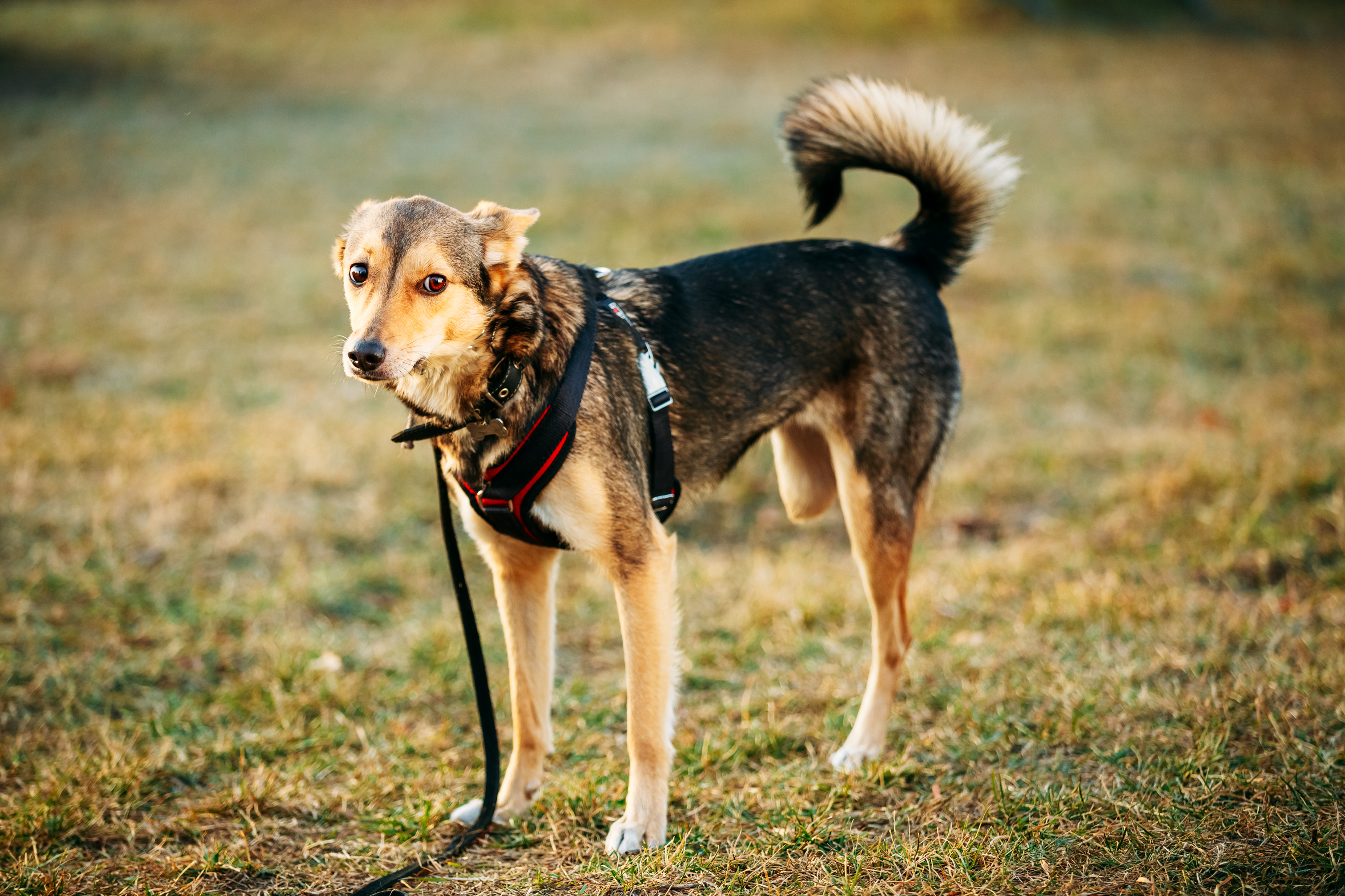 three legged dog champion