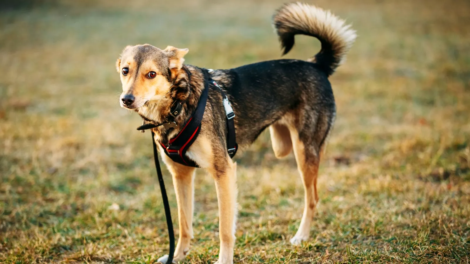One-Legged Man Adopts Three-Legged Dog, Leaving Internet in Tears One-Legged Man Adopts Three-Legged Dog, Leaving Internet in Tears