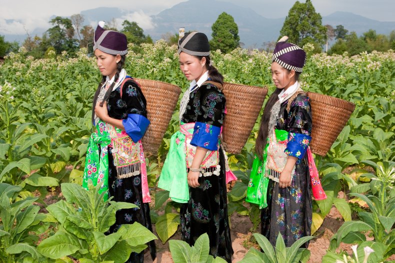 Hmong women harvesting tobacco in Asia.
