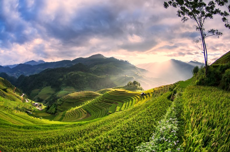 Rice fields in northwest Vietnam.