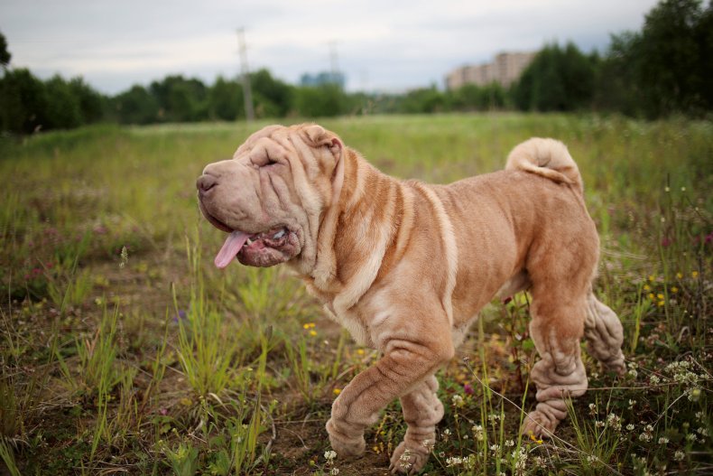 Chinese Shar Pei