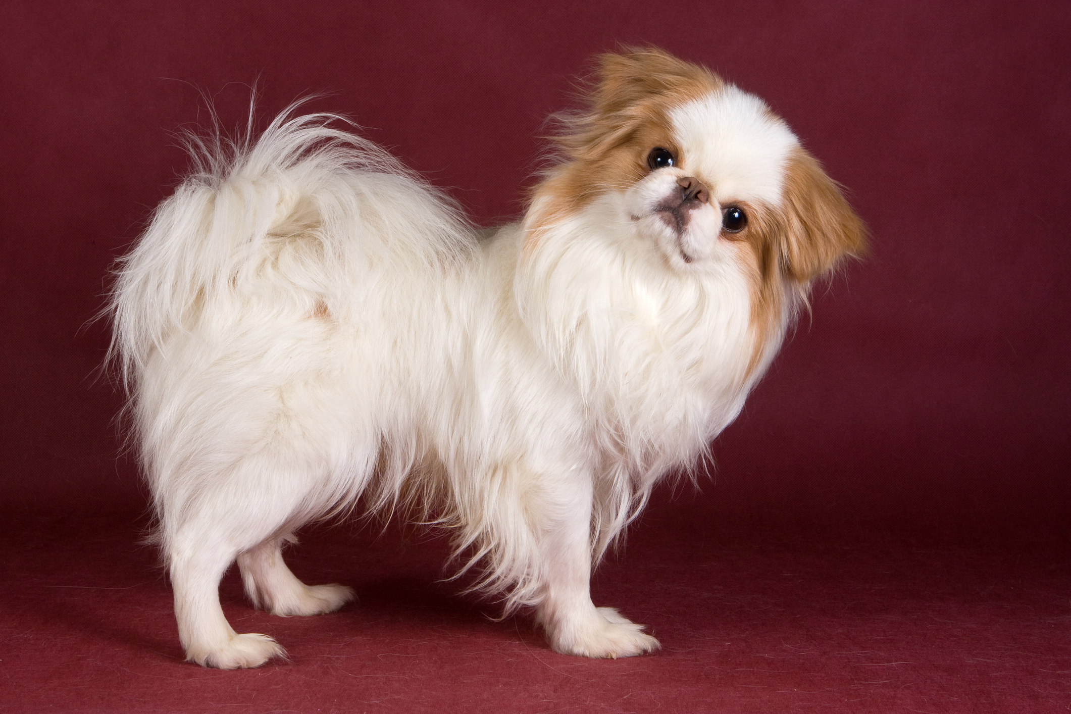 Small dog breeds that dont bark a sales lot