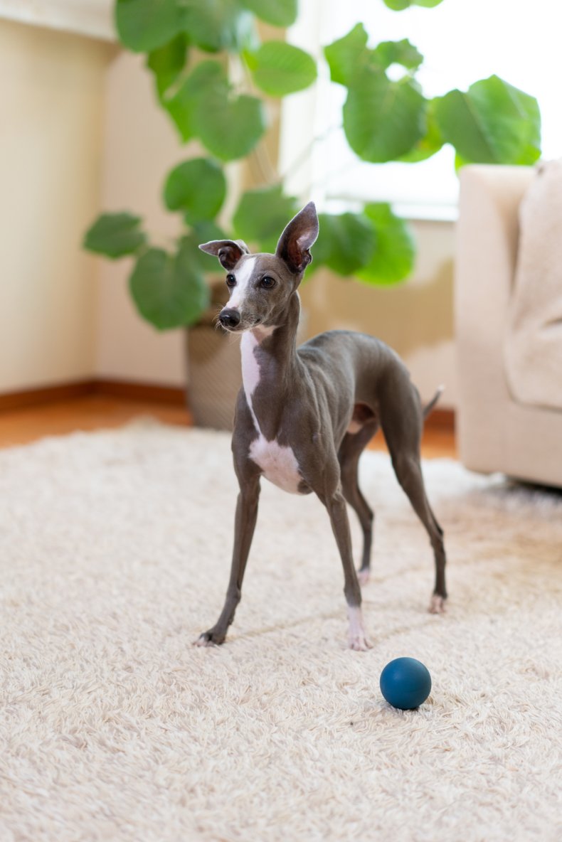 Italian Greyhound