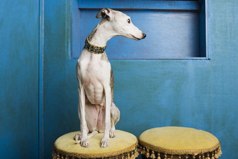 Whippet