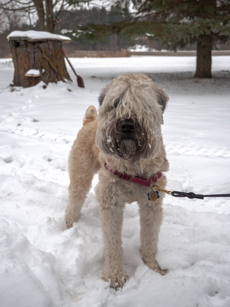 Soft-Coated Wheaten Terrier