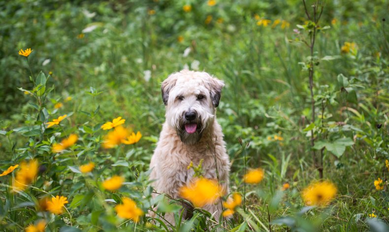 Glen of Imaal Terrier