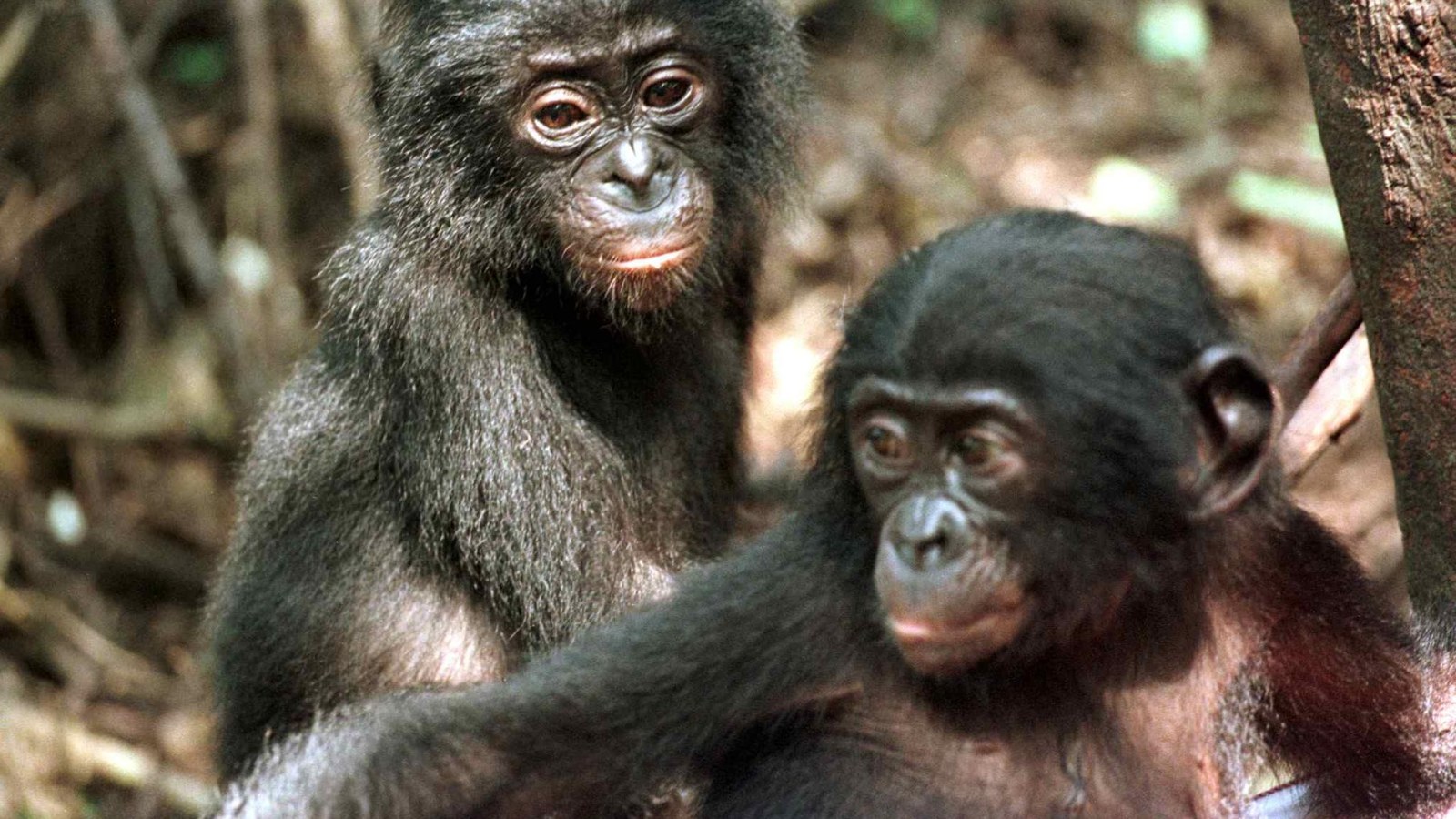Mutated Chimp Chimpancé Albino