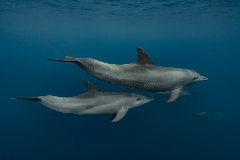 Indo-Pacific bottlenose dolphins
