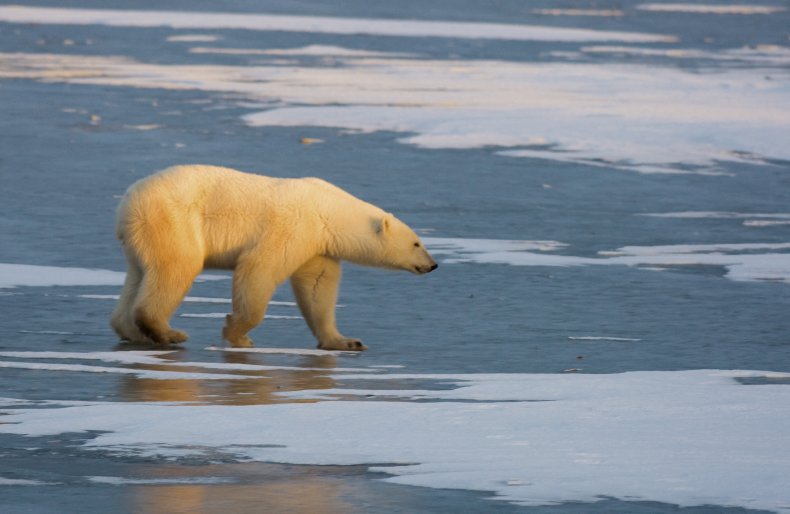 A polar bear walks on frozen tundra.