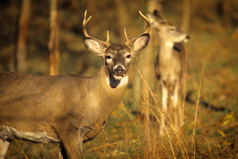 White Tailed Deer