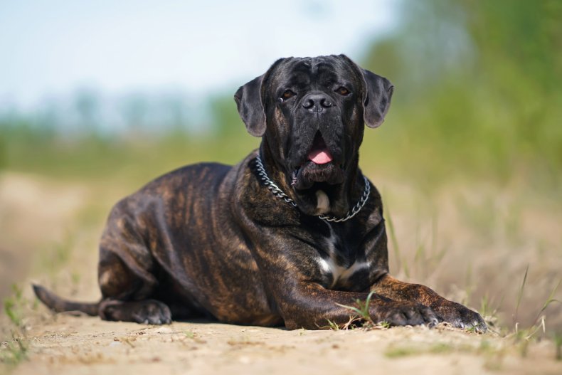 dog saves man from snake attack Alabama