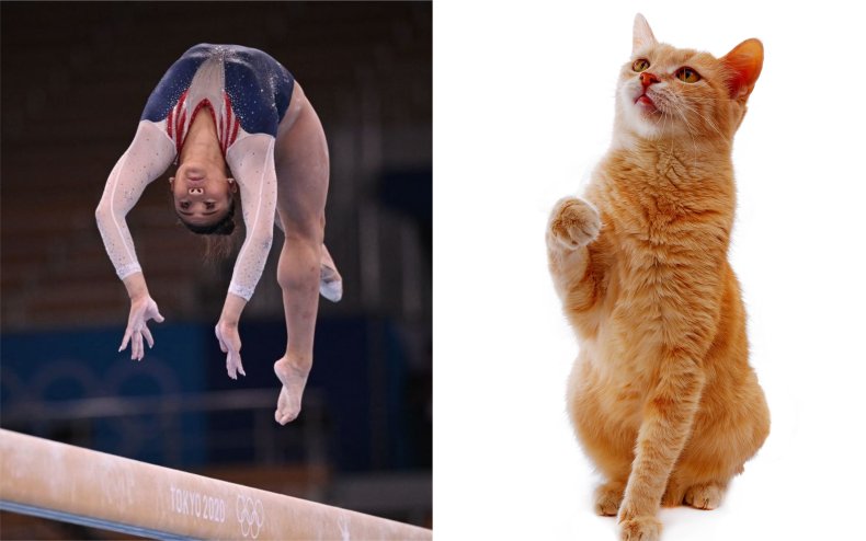 A cat and a US gymnast.