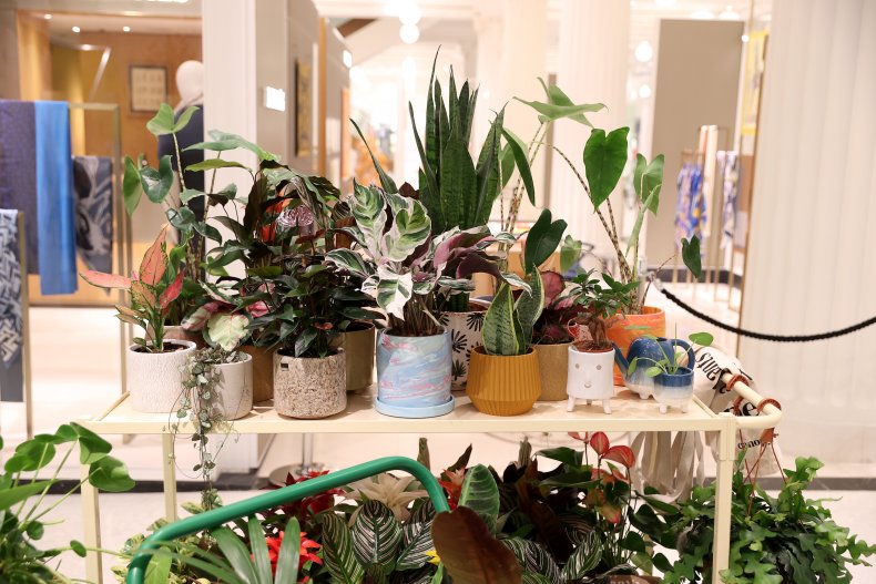Indoor plants